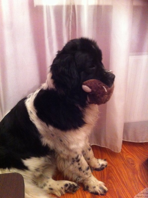 Фото: ньюфаундленд Sent Djons Viva Viktoria (Сент Джонс Вива Виктория)