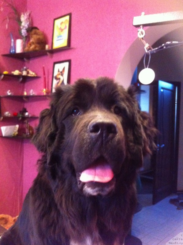 Фото: ньюфаундленд Akvian Song Ledi In Blyek (Аквиан Сонг Леди Ин Блэк)