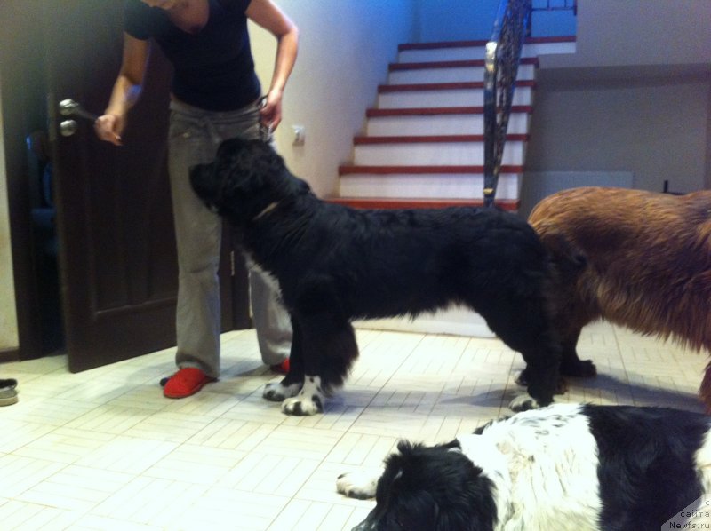 Фото: ньюфаундленд Akvian Song Ledi In Blyek (Аквиан Сонг Леди Ин Блэк)