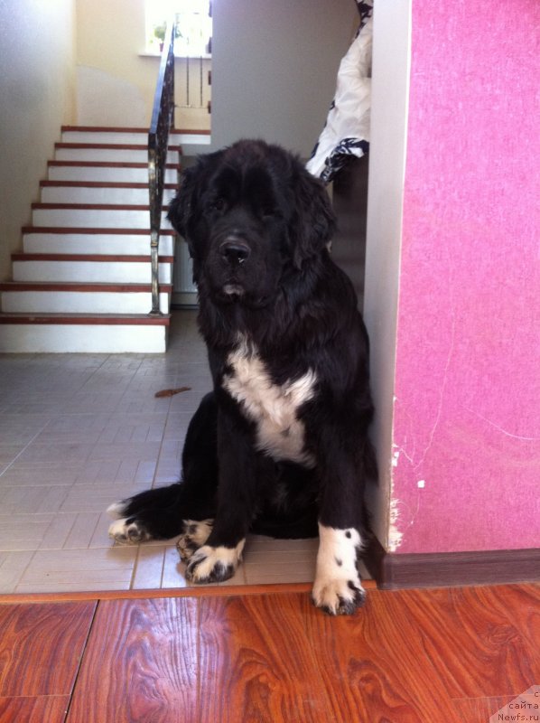 Фото: ньюфаундленд Akvian Song Ledi In Blyek (Аквиан Сонг Леди Ин Блэк)