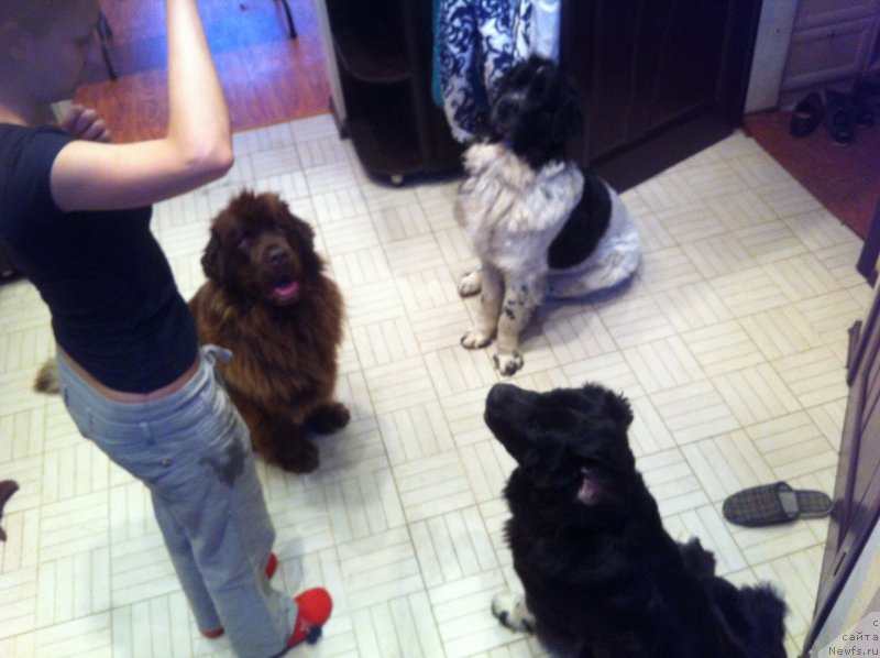 Фото: ньюфаундленд Van Len Taym Jenev'eva (Ван Лен Тайм Женевьева), ньюфаундленд Sent Djons Viva Viktoria (Сент Джонс Вива Виктория), ньюфаундленд Akvian Song Ledi In Blyek (Аквиан Сонг Леди Ин Блэк)