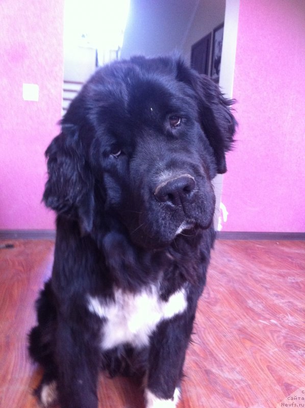 Фото: ньюфаундленд Akvian Song Ledi In Blyek (Аквиан Сонг Леди Ин Блэк)