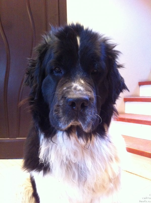 Фото: ньюфаундленд Sent Djons Viva Viktoria (Сент Джонс Вива Виктория)