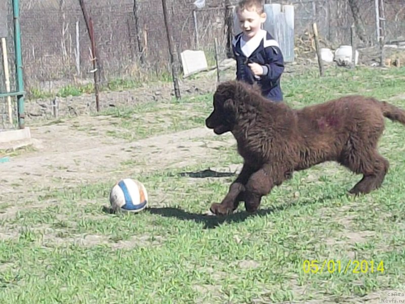 Фото: ньюфаундленд N'yufort YU'Severino (Ньюфорт Ю'Северино), внук Олежка и футбол)))