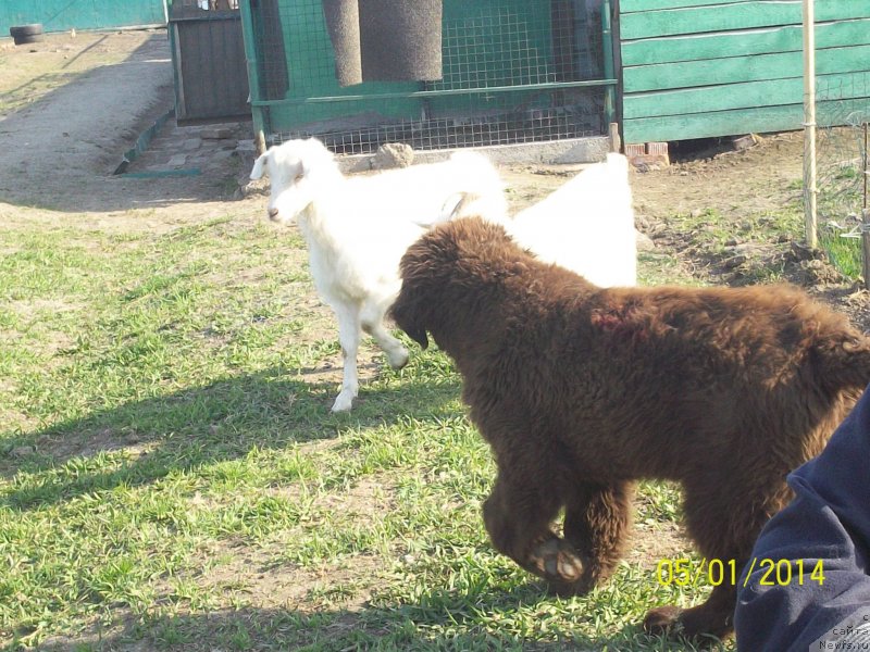 Фото: ньюфаундленд N'yufort YU'Severino (Ньюфорт Ю'Северино)