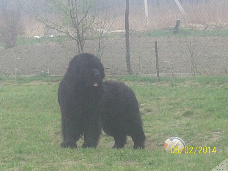 Фото: ньюфаундленд Vito Kacho Ferl (Вито Качо Ферл)