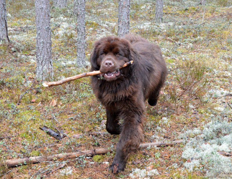 Фотография № 152492