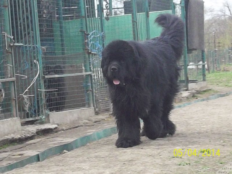 Фото: ньюфаундленд Super Premium Mikado (Супер Премиум Микадо)