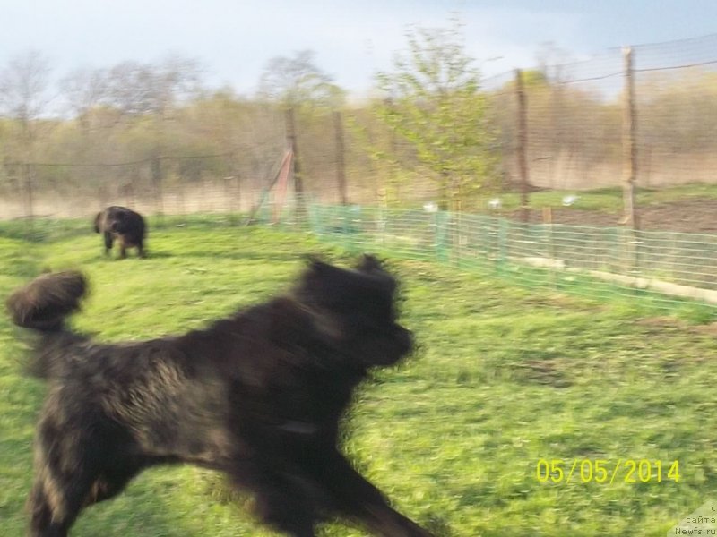 Фото: ньюфаундленд Super Premium Liniel Daylirring (Супер Премиум Линиэль Дайлиррин)