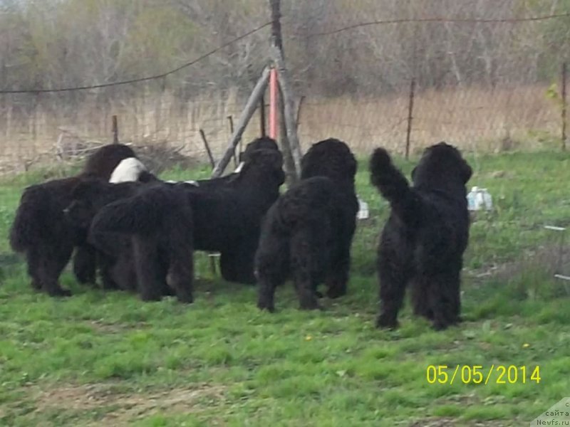 Фото: ньюфаундленд Viski Red Label Veps (Виски Ред Лейбл Вепс), ньюфаундленд Vito Kacho Ferl (Вито Качо Ферл), ньюфаундленд Super Premium Liniel Daylirring (Супер Премиум Линиэль Дайлиррин), ньюфаундленд Super Premium Litoniel Vallaninor (Супер Премиум Литониэль Валланинор), ньюфаундленд Super Premium Nao Del Trato (Супер Премиум Нао Дел Трато)