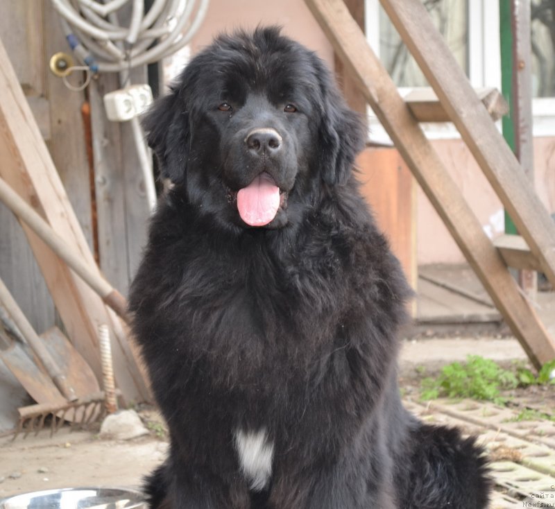 Фото: ньюфаундленд Talisman Morya Mishel' (Талисман Моря Мишель)