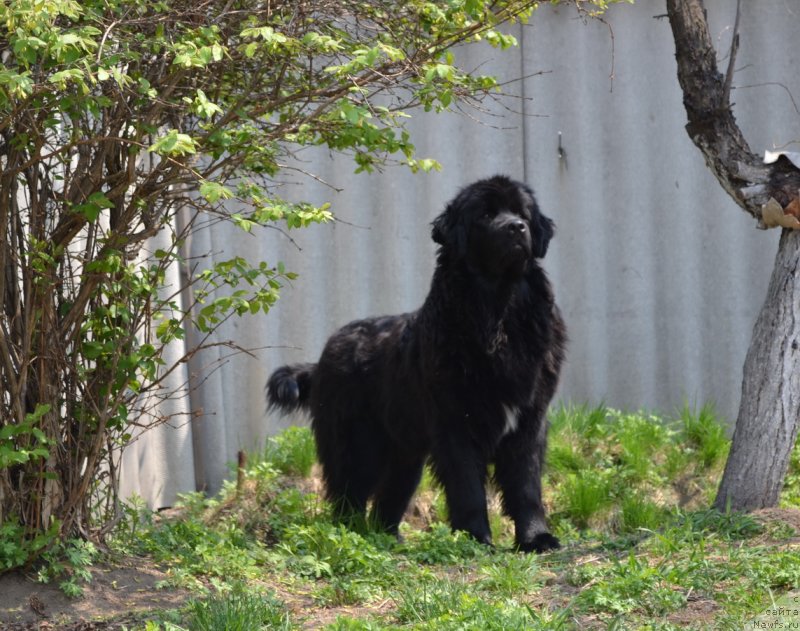 Фото: ньюфаундленд Talisman Morya Mishel' (Талисман Моря Мишель)