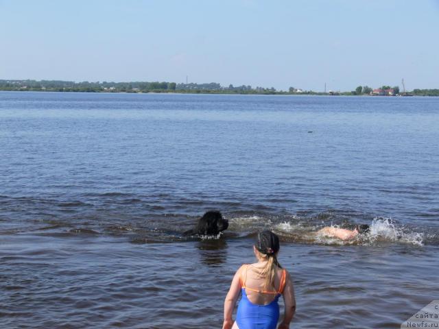 Фото: ньюфаундленд O Black Diamond Little Bear (О Блек Диамонд Литтл Беар)