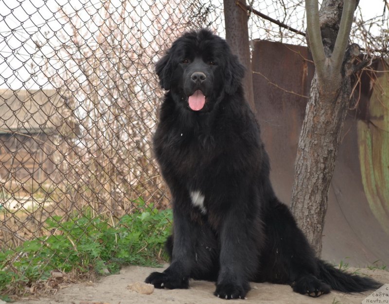 Фото: ньюфаундленд Talisman Morya Mishel' (Талисман Моря Мишель)