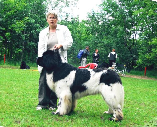 Фото: ньюфаундленд Super Bizon Aisberg (Супер Бизон Айсберг)