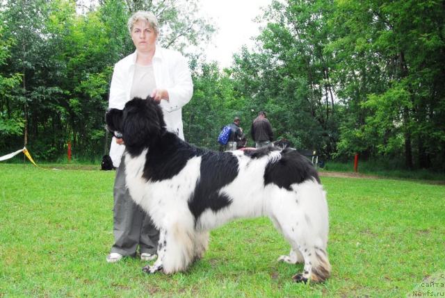 Фото: ньюфаундленд Super Bizon Aisberg (Супер Бизон Айсберг)