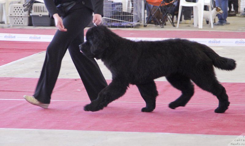 Фото: ньюфаундленд Super Bizon Liliman (Супер Бизон Лилимэн)