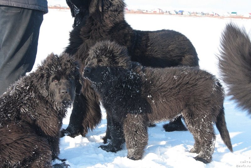Фото: ньюфаундленд Anabelle Kvin of zye Mountayns (Анабелле Квин оф зэ Моунтайнс), ньюфаундленд Ariel' Princess of ze Sii (Ариель Принцесс оф зе Сии)
