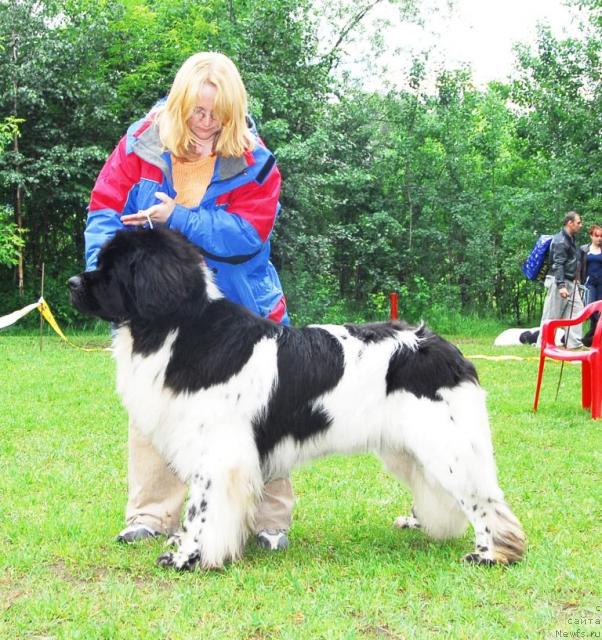 Фото: ньюфаундленд Super Bizon Aisberg (Супер Бизон Айсберг)