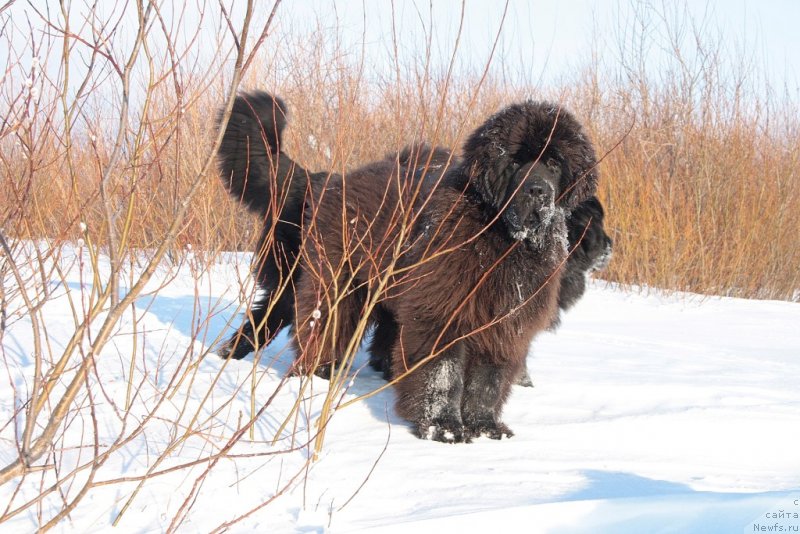 Фото: ньюфаундленд King of Helluland You Shock Me