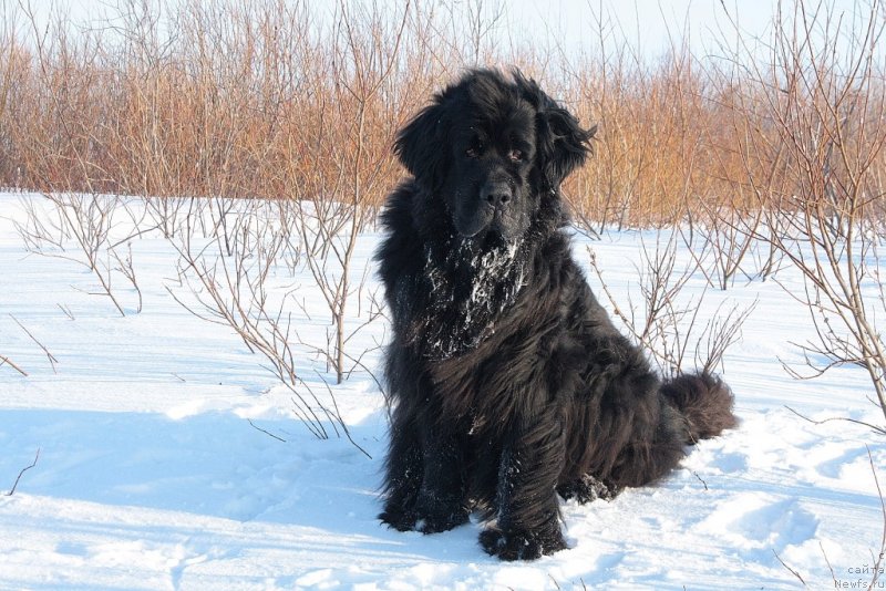 Фото: ньюфаундленд Gloriya Grand Blek (Глория Гранд Блек)