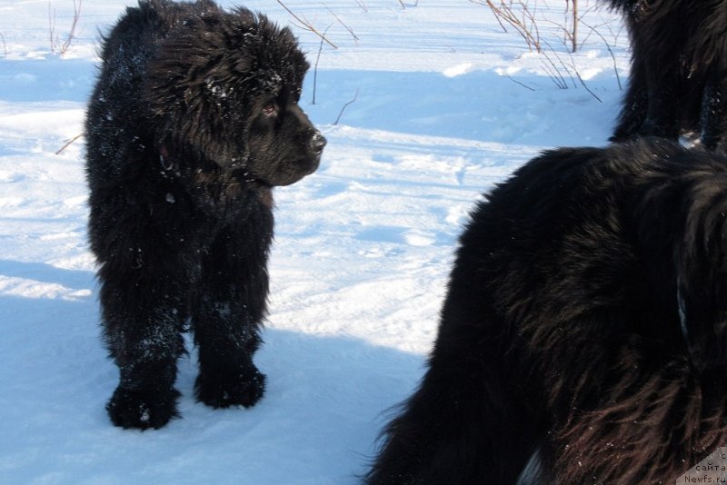 Фото: ньюфаундленд Anabelle Kvin of zye Mountayns (Анабелле Квин оф зэ Моунтайнс)
