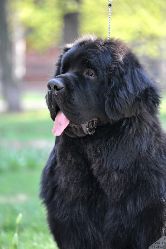 Фото: ньюфаундленд Chernaya Mafia Much Sought (Черная Мафия Муч Соугхт)