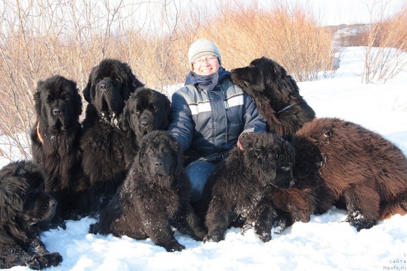 Фото: ньюфаундленд Gloriya Grand Blek (Глория Гранд Блек), ньюфаундленд Fortuna of Giant's Island, ньюфаундленд Beguschaya po Volnam Zero Kool (Бегущая по Волнам Зеро Коол), ньюфаундленд YAntarnaya Mechta (Янтарная Мечта), Elena Kuz'mina (Елена Кузьмина), ньюфаундленд Neretum Tribe Xagrid, ньюфаундленд King of Helluland You Shock Me, ньюфаундленд Anabelle Kvin of zye Mountayns (Анабелле Квин оф зэ Моунтайнс), ньюфаундленд Ariel' Princess of ze Sii (Ариель Принцесс оф зе Сии)