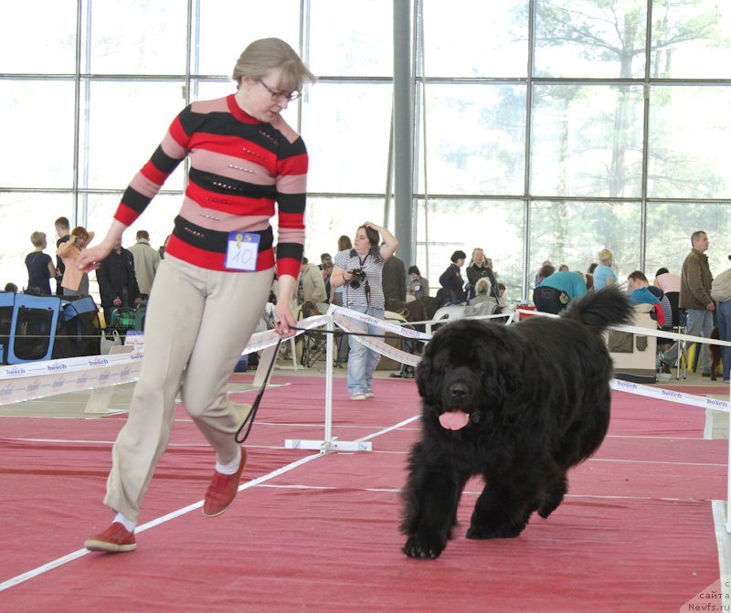Фото: ньюфаундленд Plyushevaya Panda Ivar (Плюшевая Панда Ивар)