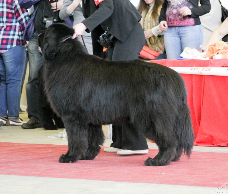 Фото: ньюфаундленд Matvey s Berega Dona (Матвей с Берега Дона)