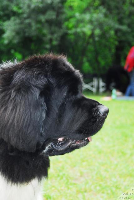 Фото: ньюфаундленд Super Bizon Aisberg (Супер Бизон Айсберг)