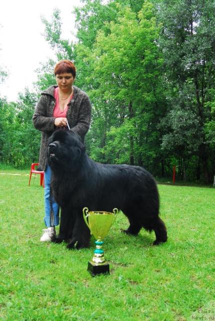 Фото: ньюфаундленд Atlant Byest (Атлант Бэст)