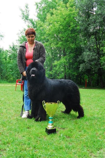 Фото: ньюфаундленд Atlant Byest (Атлант Бэст)