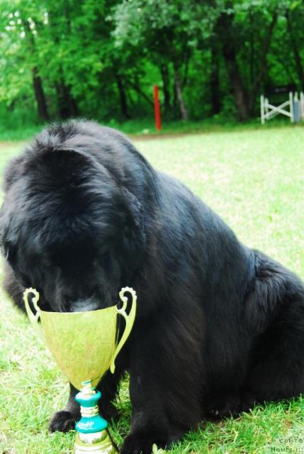 Фото: ньюфаундленд Atlant Byest (Атлант Бэст)