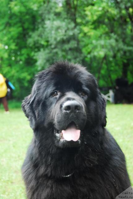 Фото: ньюфаундленд Atlant Byest (Атлант Бэст)