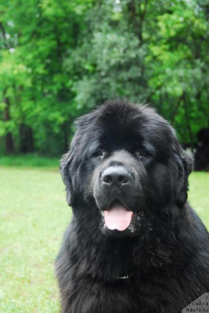 Фото: ньюфаундленд Atlant Byest (Атлант Бэст)