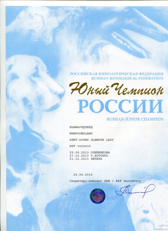 Фото: ньюфаундленд Sent Djons Glamour Lady (Сент Джонс Гламур Леди)