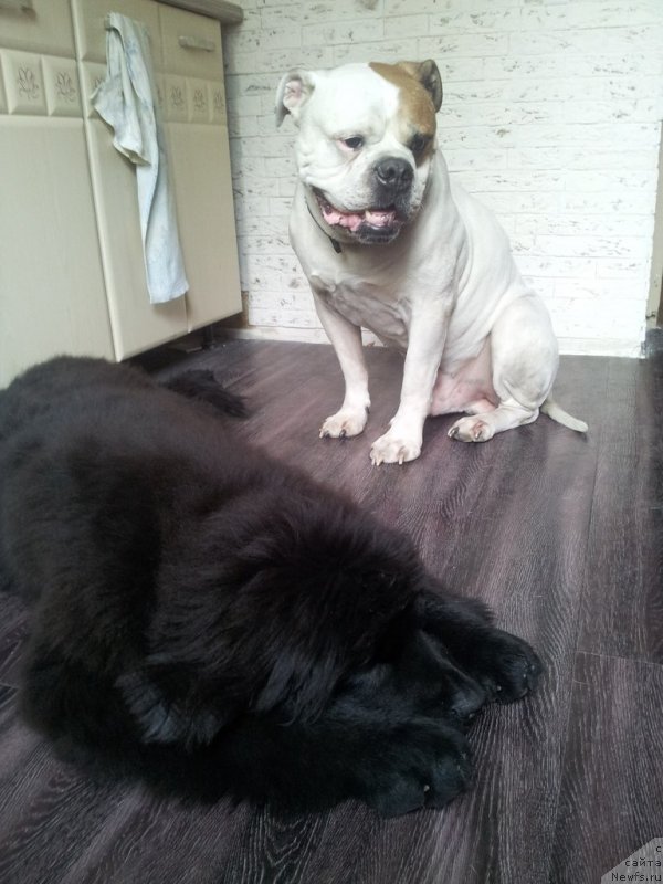 Фото: ньюфаундленд Smigar Talk of Soul (Смигар Ток ов Соул)