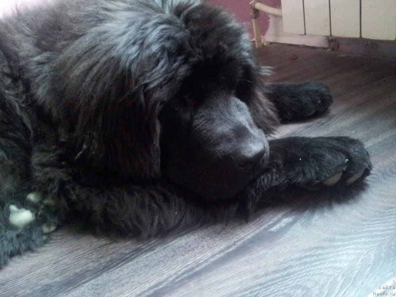 Фото: ньюфаундленд Smigar Talk of Soul (Смигар Ток ов Соул)