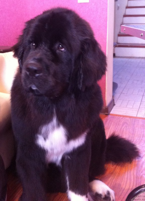 Фото: ньюфаундленд Akvian Song Ledi In Blyek (Аквиан Сонг Леди Ин Блэк)