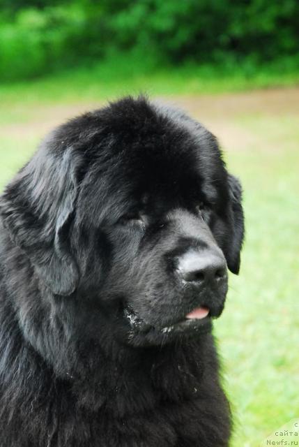 Фото: ньюфаундленд Atlant Byest (Атлант Бэст)