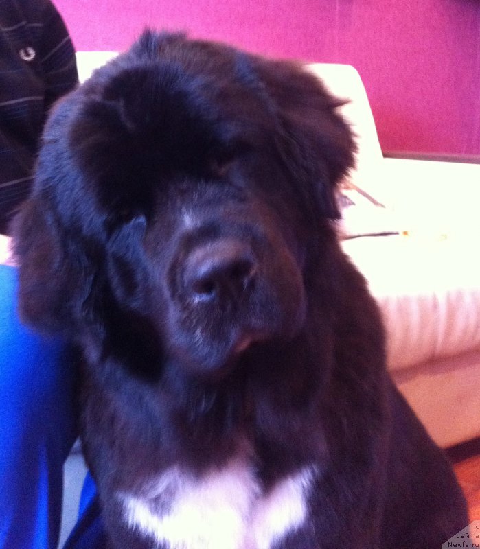 Фото: ньюфаундленд Akvian Song Ledi In Blyek (Аквиан Сонг Леди Ин Блэк)