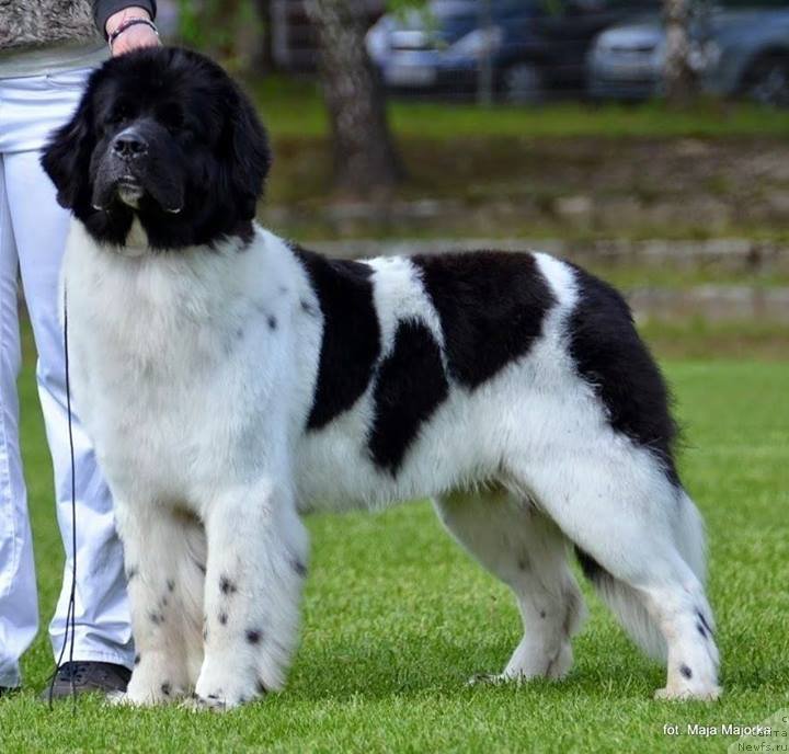 Фотография № 152641