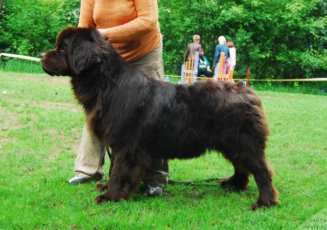 Фото: ньюфаундленд Super Premium Best Belzhen Regards (Супер Премиум Бест Бэлжен Ригардс)