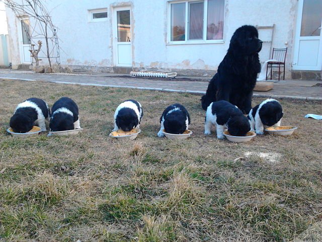 Фото: ньюфаундленд Chajka Bolshoj Malysh (Чайка Большой Малыш)