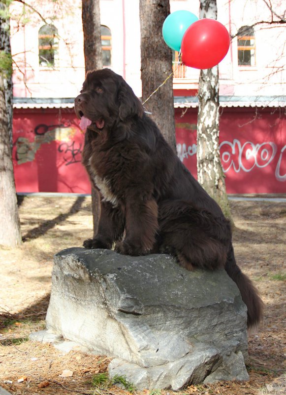 Фото: ньюфаундленд Obush SHed YAntarnyiy Poceluy (Обуш Шед Янтарный Поцелуй)