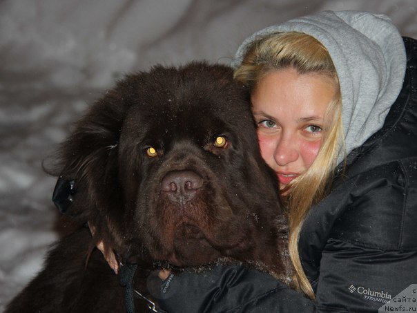 Фото: ньюфаундленд N'yufort Rover Braun (Ньюфорт Ровер Браун)