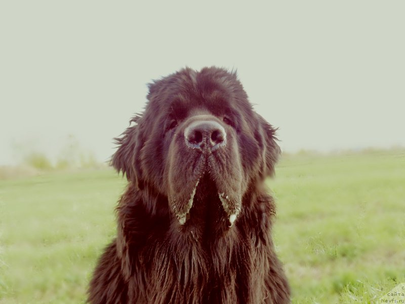 Фото: ньюфаундленд Potap Olan (Потап Олан)