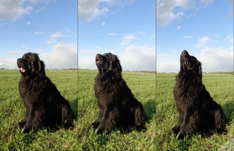 Фото: ньюфаундленд Potap Olan (Потап Олан)