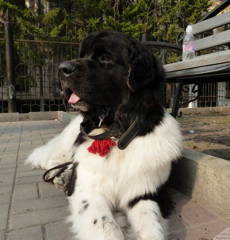 Фото: ньюфаундленд Bi Perfekt Vitko YUgo (Би Перфект Витко Юго)